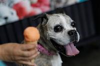 В Италии и Мексике открыли кафе-мороженое для собак